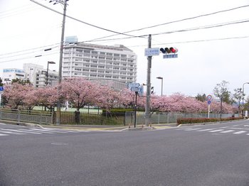 ふれあいテニスコートの桜.jpg