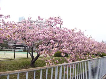 ふれあいテニスコートの桜２.jpg