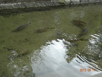 三津川の鯉.jpg