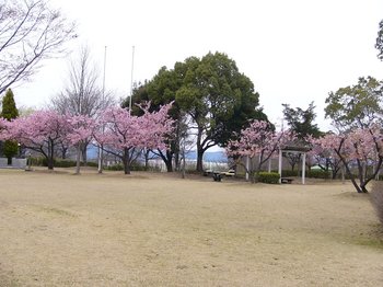運動公園の桜１.jpg